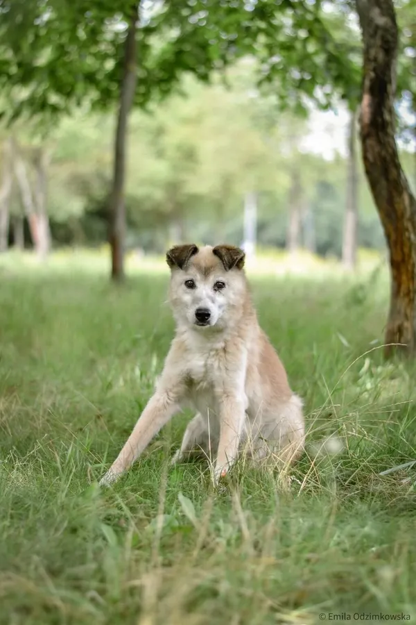 Pies do adopcji, Radom, 25 sierpnia 2025 (5/5)