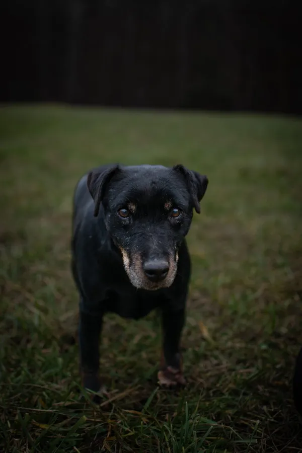 Pies do adopcji, Radom, 16 czerwca 2025 (1/5)