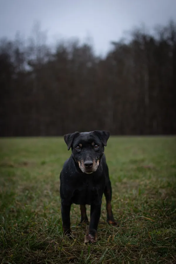 Pies do adopcji, Radom, 16 czerwca 2025 (2/5)