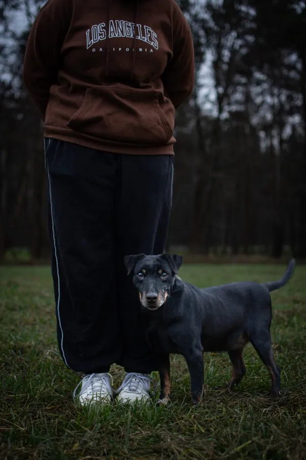 Pies do adopcji, Radom, 16 czerwca 2025 (4/5)