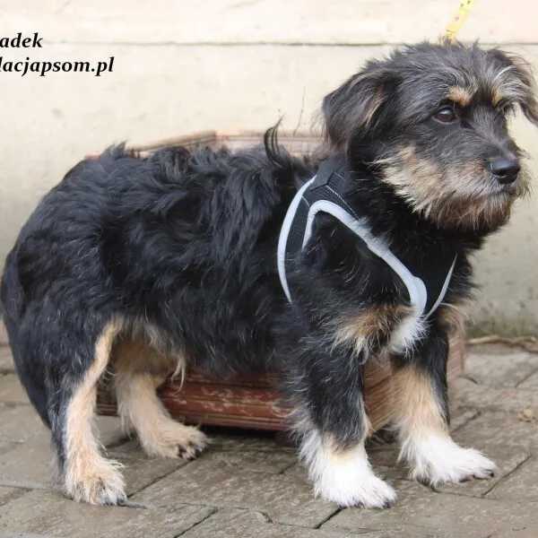 Pies do adopcji, Nowy Dwór Mazowiecki, 9 listopada 2022 (1/5)