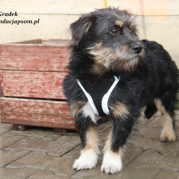 Pies do adopcji, Nowy Dwór Mazowiecki, 9 listopada 2022 (3/5)