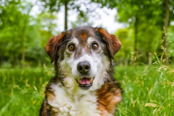 Pies do adopcji, Radom, 22 lipca 2025 (1/5)