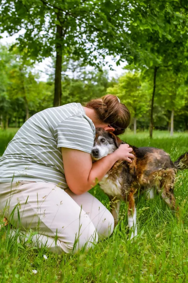 Pies do adopcji, Radom, 22 lipca 2025 (5/5)