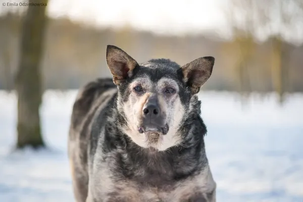 Pies do adopcji, Radom, 13 lutego 2026 (1/5)