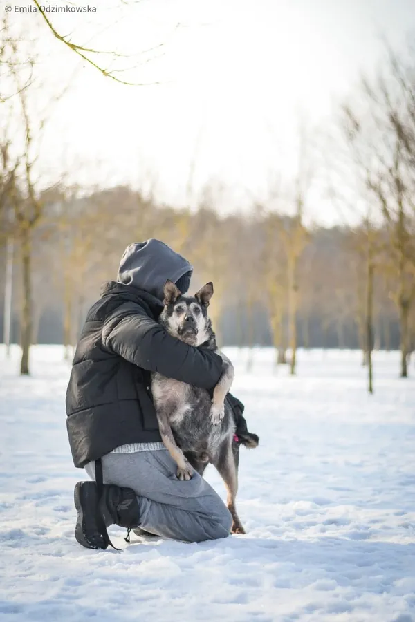 Pies do adopcji, Radom, 13 lutego 2026 (2/5)