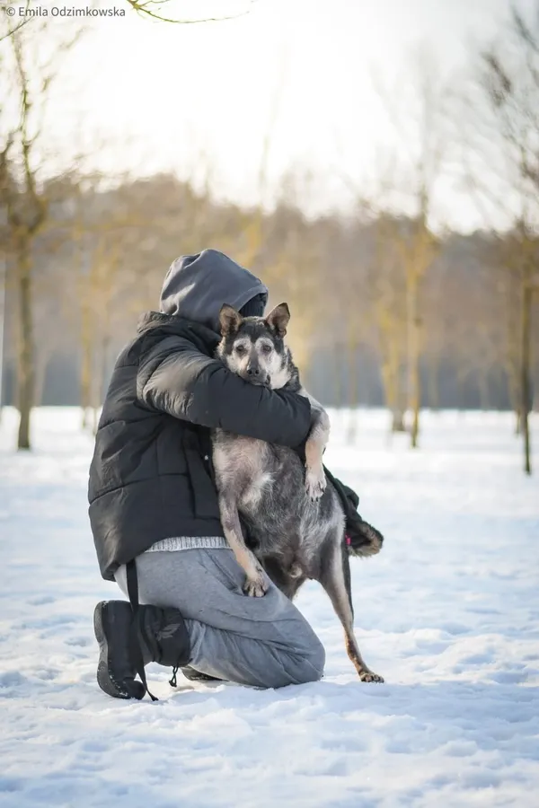 Pies do adopcji, Radom, 13 lutego 2026 (3/5)