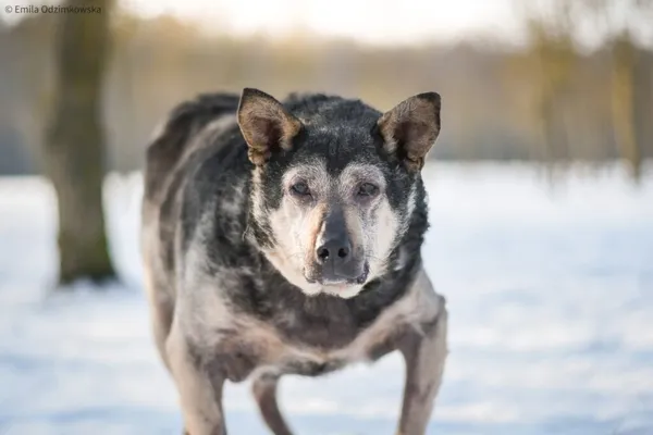 Pies do adopcji, Radom, 13 lutego 2026 (5/5)