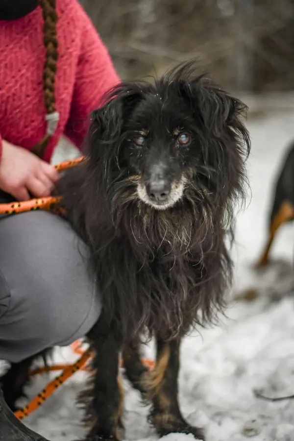 Pies do adopcji, Radom, 28 stycznia 2026 (1/5)