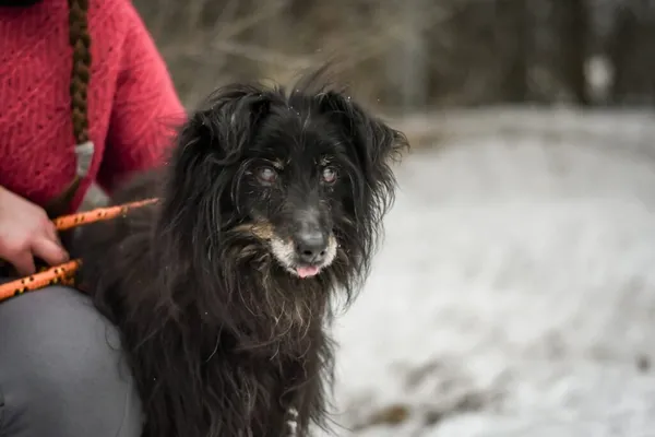 Pies do adopcji, Radom, 28 stycznia 2026 (2/5)