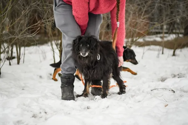 Pies do adopcji, Radom, 28 stycznia 2026 (4/5)