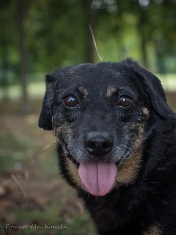 Pies do adopcji, Radom, 10 września 2025 (1/5)