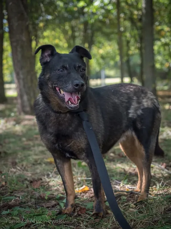 Pies do adopcji, Radom, 10 września 2025 (1/5)