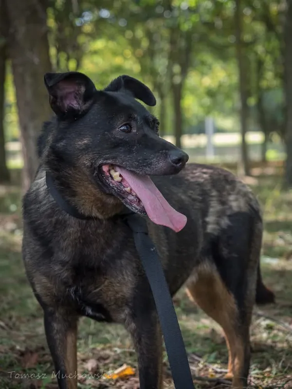 Pies do adopcji, Radom, 10 września 2025 (2/5)