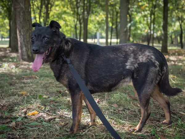 Pies do adopcji, Radom, 10 września 2025 (3/5)