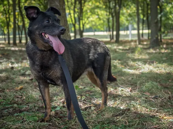 Pies do adopcji, Radom, 10 września 2025 (4/5)