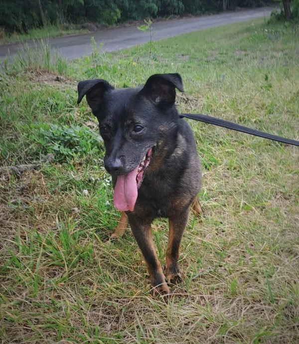 Pies do adopcji, Radom, 10 września 2025 (5/5)