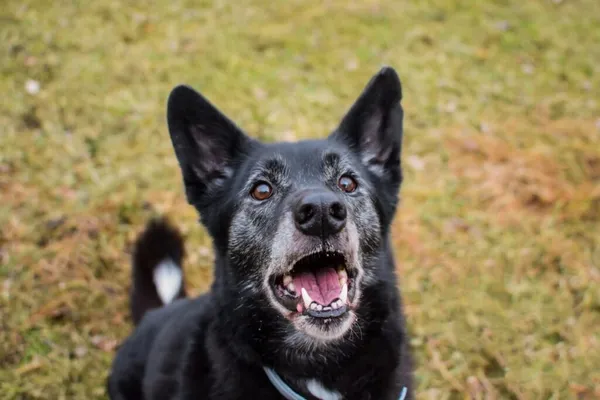 Pies do adopcji, Radom, 4 lutego 2025 (1/5)