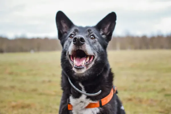 Pies do adopcji, Radom, 4 lutego 2025 (5/5)