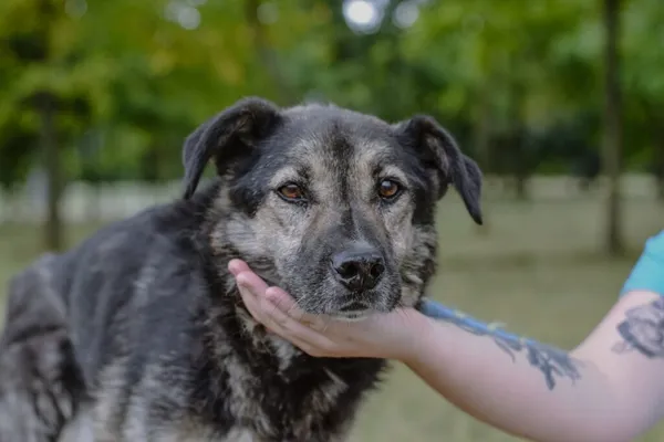 Pies do adopcji, Radom, 20 września 2025 (1/5)