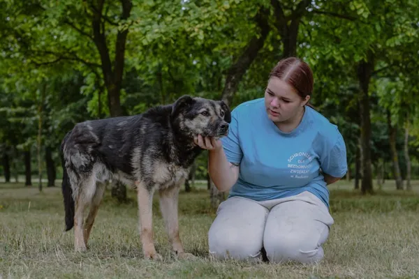 Pies do adopcji, Radom, 20 września 2025 (5/5)