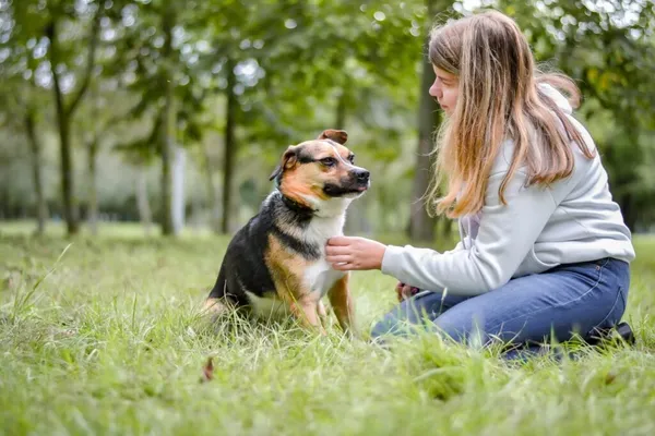 Pies do adopcji, Radom, 16 października 2025 (3/5)