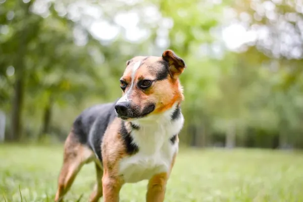 Pies do adopcji, Radom, 16 października 2025 (4/5)