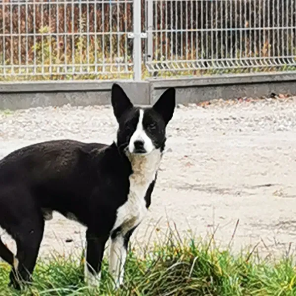 Znaleziono psa, Łapino Kartuskie, 9 listopada 2022 (2/2)