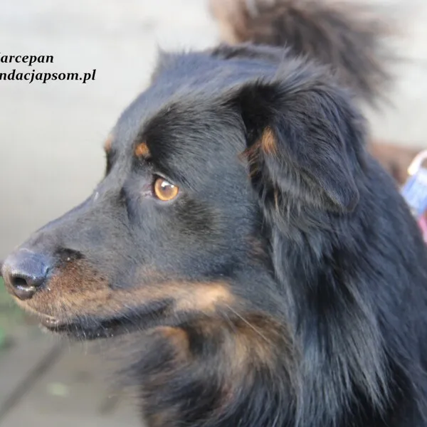 Pies do adopcji, Nowy Dwór Mazowiecki, 10 listopada 2022 (1/5)