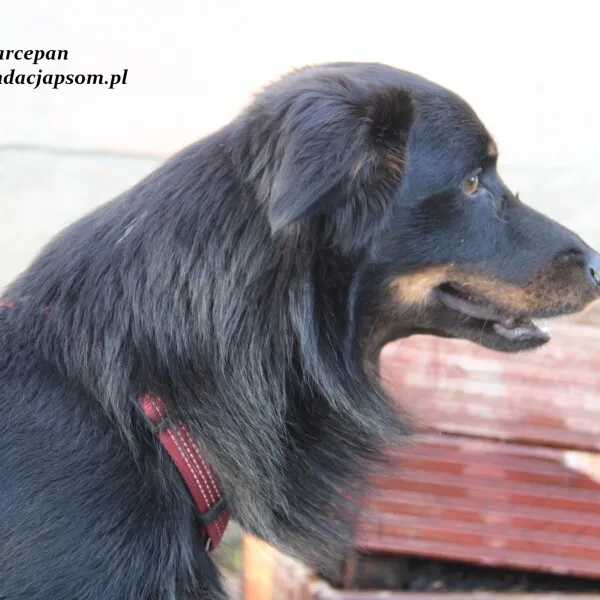 Pies do adopcji, Nowy Dwór Mazowiecki, 10 listopada 2022 (2/5)