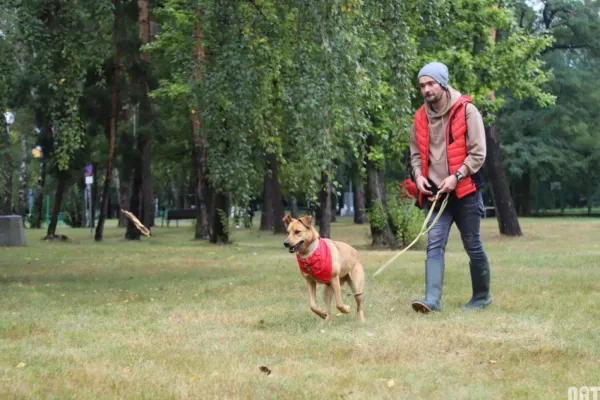 Pies do adopcji, Warszawa, 9 grudnia 2020 (5/5)