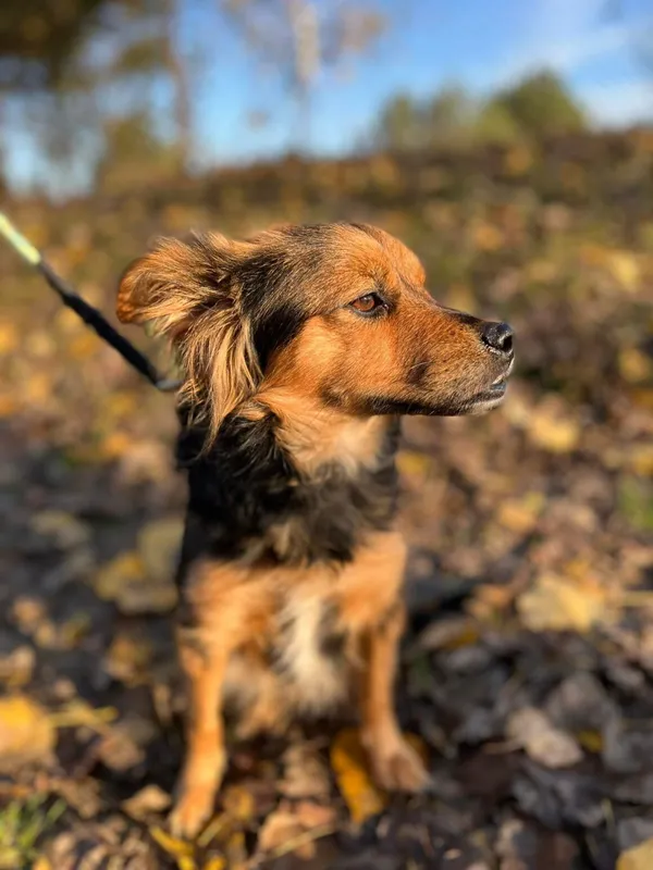Pies do adopcji, Starogard Gdański, 7 listopada 2022 (2/3)