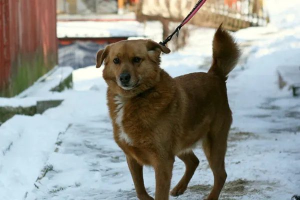 Pies do adopcji, Wałbrzych, 21 grudnia 2020 (3/3)
