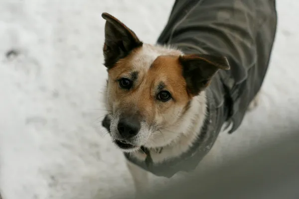 Pies do adopcji, Wałbrzych, 13 stycznia 2021 (3/3)