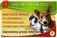 Pies do adopcji, Rzeszów, 14 września 2022 (3/3)