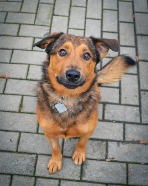 Pies do adopcji, Rzeszów, 9 listopada 2022