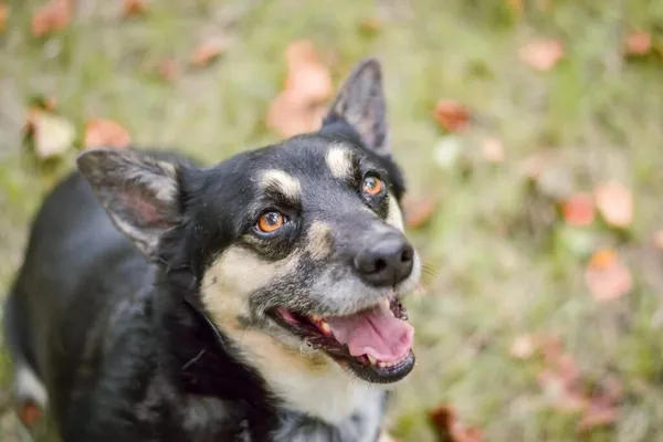 Pies do adopcji, Radom, 16 października 2025 (1/5)