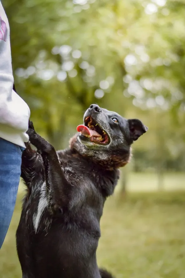 Pies do adopcji, Radom, 18 września 2025 (2/5)
