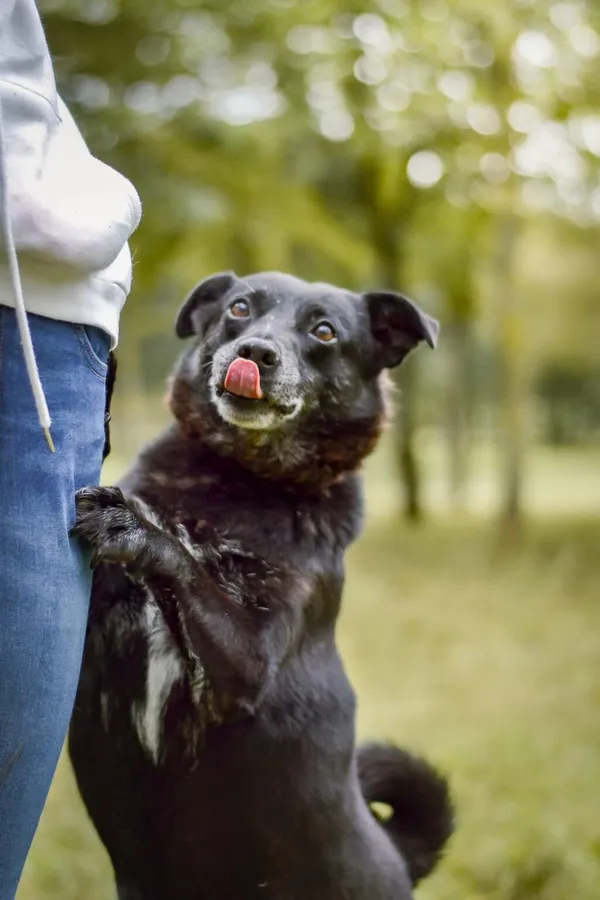 Pies do adopcji, Radom, 18 września 2025 (4/5)