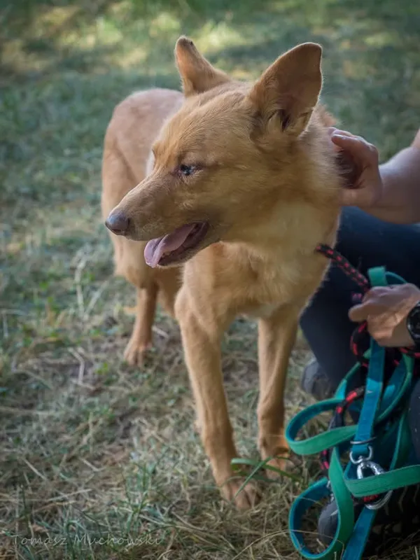 Pies do adopcji, Radom, 10 września 2025 (2/5)