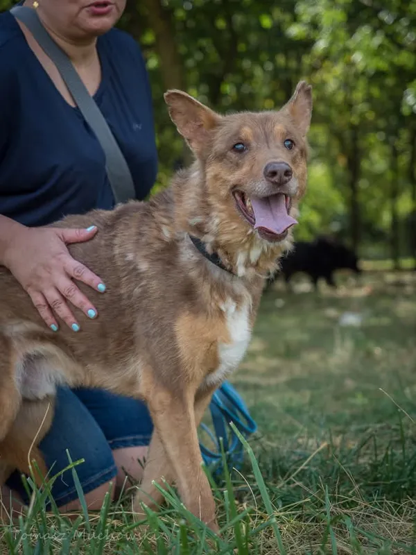 Pies do adopcji, Radom, 10 września 2025 (1/5)