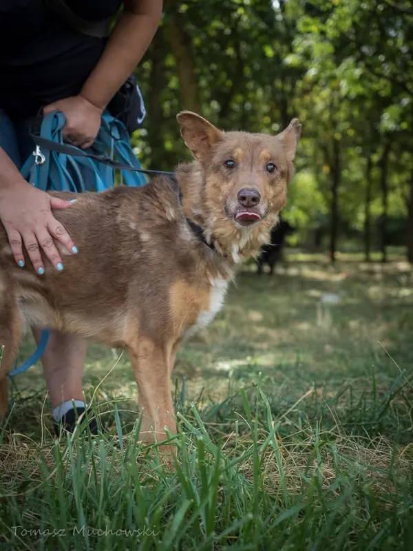 Pies do adopcji, Radom, 10 września 2025 (2/5)