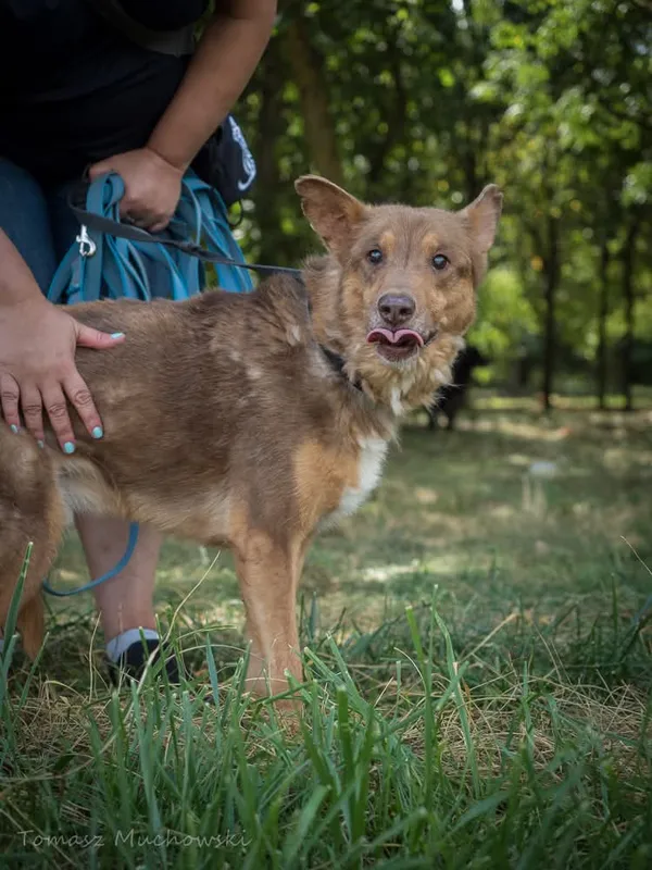 Pies do adopcji, Radom, 10 września 2025 (4/5)