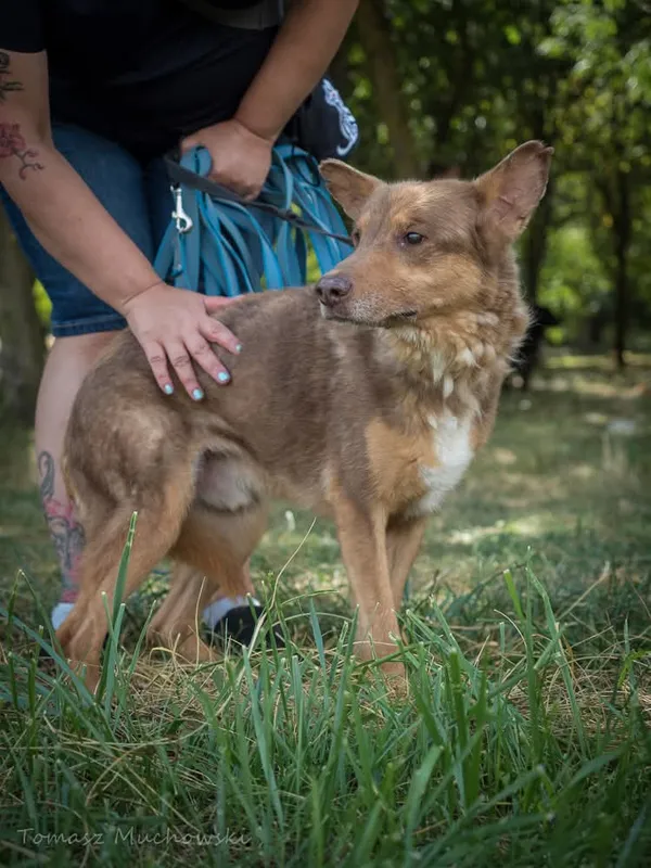 Pies do adopcji, Radom, 10 września 2025 (5/5)