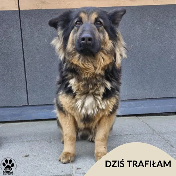 Znaleziono psa, Gdynia, 9 marca 2025