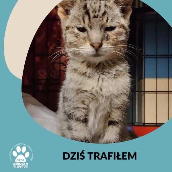 Znaleziono kota, Gdynia, 3 października 2022
