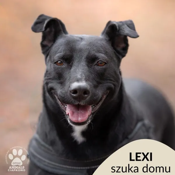 Pies do adopcji, Gdynia, 16 czerwca 2022 (1/5)