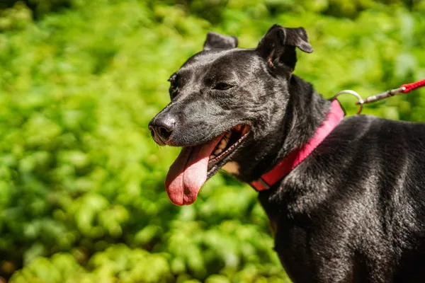 Pies do adopcji, Gdynia, 16 czerwca 2022 (2/5)