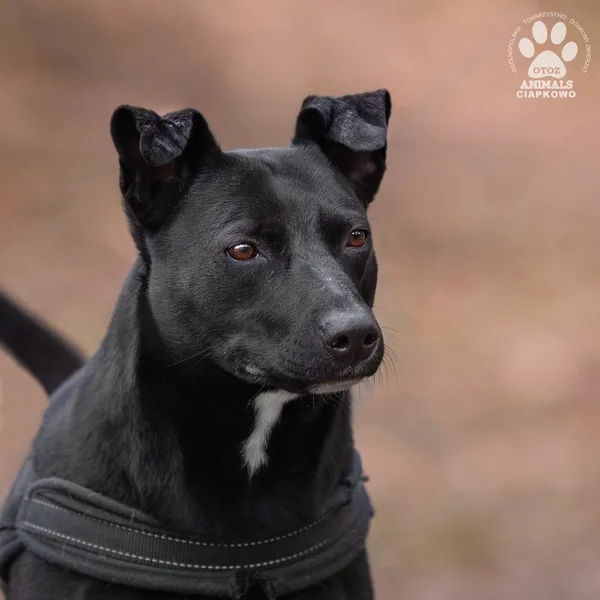 Pies do adopcji, Gdynia, 16 czerwca 2022 (5/5)