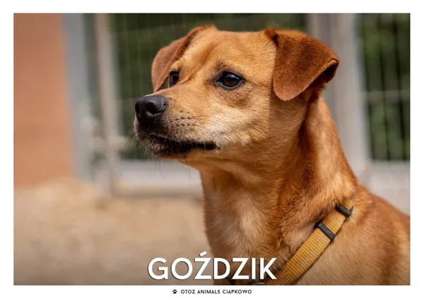 Pies do adopcji, Gdynia, 18 stycznia 2021 (1/4)